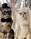 pic for Mariage Cats